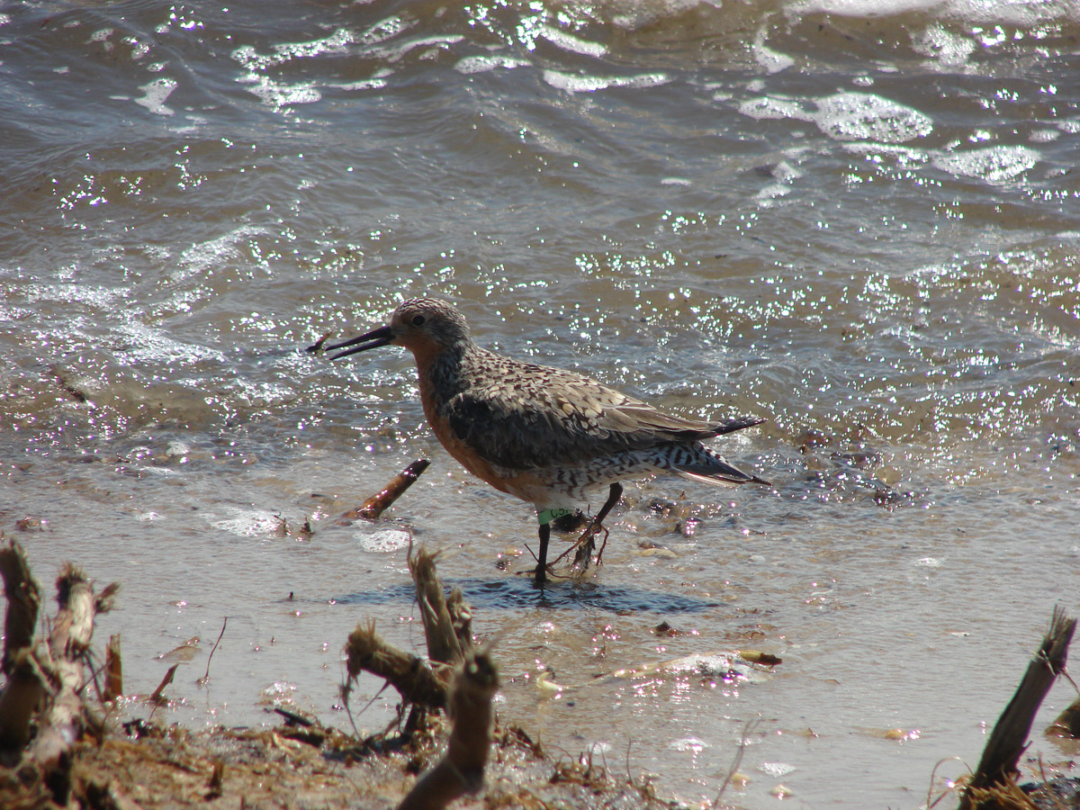 NJ horseshoe birds